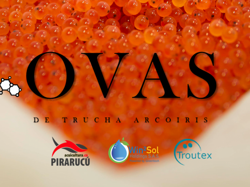 OVAS DE TRUCHA - TROUTEX