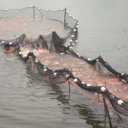 CRITERIOS PARA EL CALCULO DE LA BIOMASA EN PECES DE CLIMA CALIDO