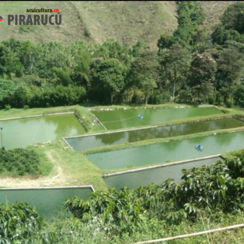 PISCICULTORES TENDRÁN ALTERNATIVAS PARA BAJAR LOS COSTOS DE PRODUCCIÓN