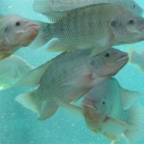 Producir tilapia por acuacultura es triple negocio; su carne, su piel y su esqueleto para hacer harina