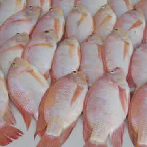 Logran el desove y la producción larval de tilapias rojas sin aclimatación en aguas con diferentes salinidades