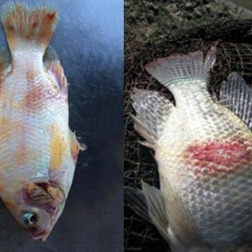 Efectos beneficiosos de las plantas medicinales en las enfermedades de los peces