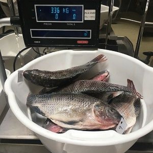 Tilapia modificada genéticamente es nueva opción para la producción de hormona del crecimiento 