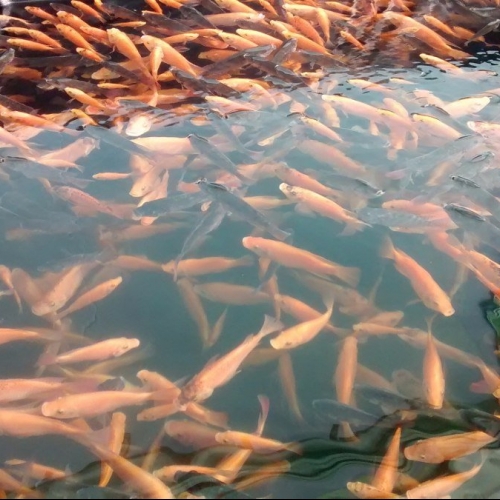 Avances en el uso de fuentes alternativas de proteína para la alimentación de tilapia 