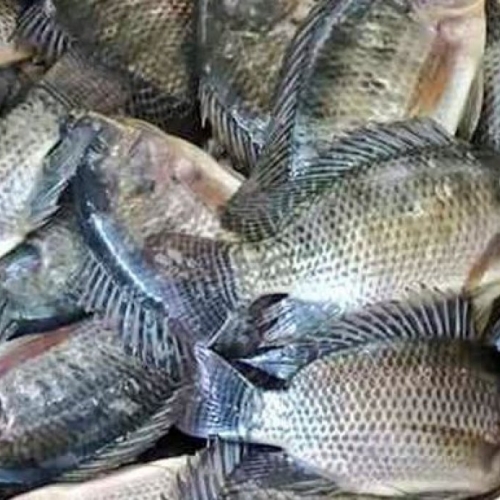 ¿La Tilapia Realmente Necesita altos Niveles de Proteína en la Dieta?