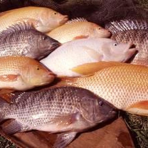 Prioridades en la investigación en salud de la tilapia para el período 2017-2022