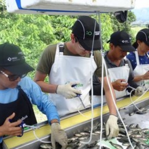 AQUAVAC STREP SA, LA PRIMERA VACUNA PARA TILAPIA QUE MSD SALUD ANIMAL TRAJO AL PAÍS 