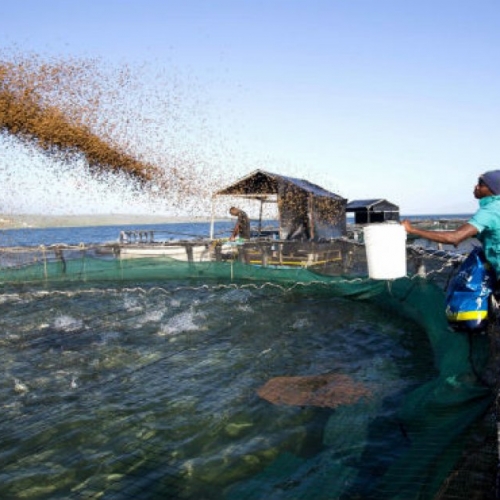 Alimentar cuatro veces al día a la tilapia ofrece mejor rendimiento productivo 