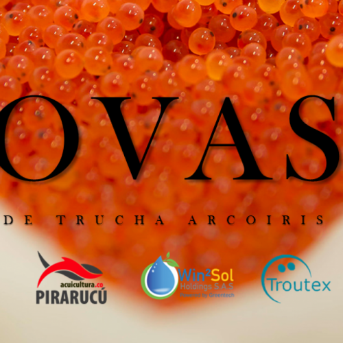 OVAS DE TRUCHA - TROUTEX